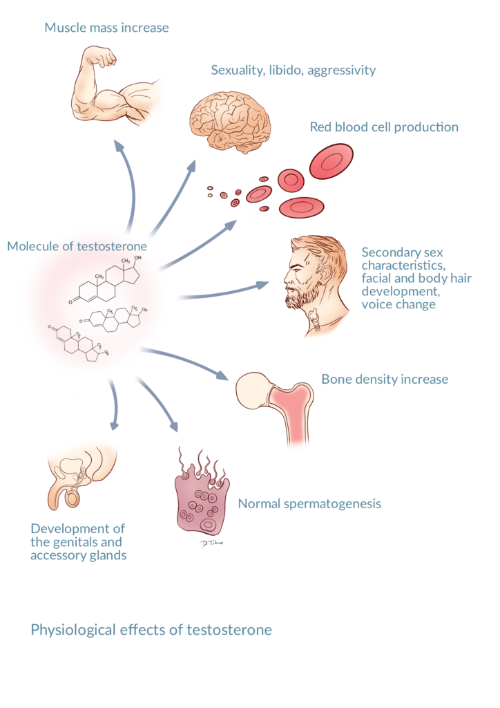 Hypogonadotropic hypogonadism Andrology Awareness Europe