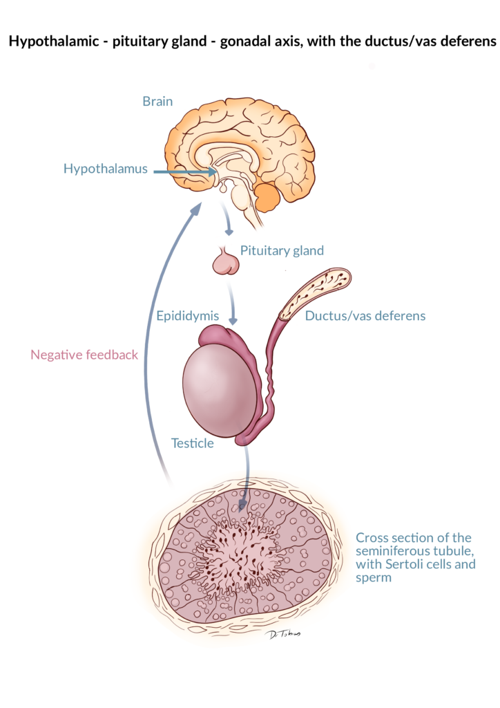 Hypogonadotropic hypogonadism Andrology Awareness Europe